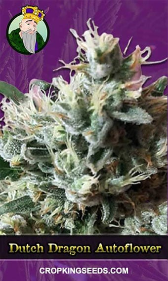 dutch-dragon-autoflowering-marijunana-seeds-image