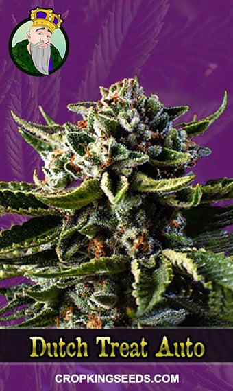 dutch-treat-autoflower-cannabis-seeds-image