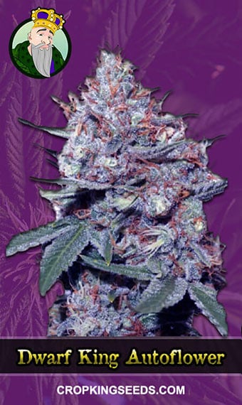 dwarf-king-autoflowering-image