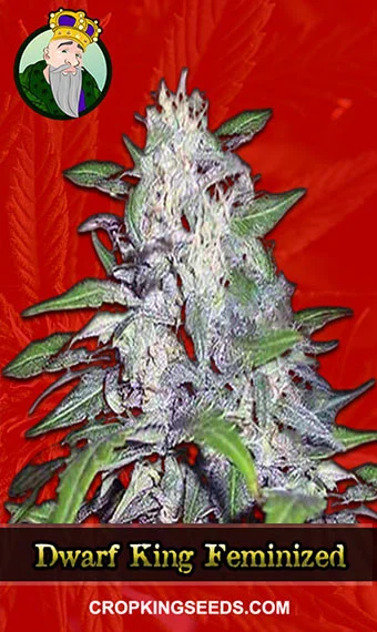 dwarf-king-feminized-image