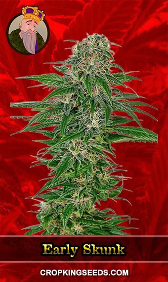 early-skunk-feminized-image