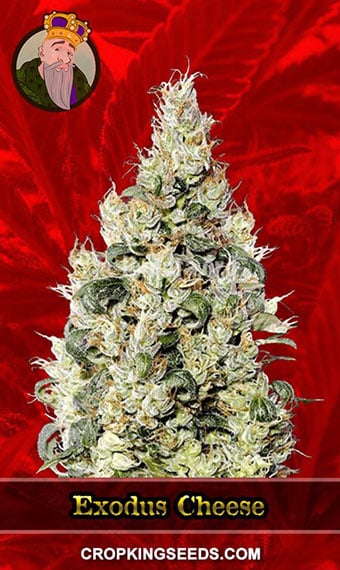 exodus-cheese-feminized-image