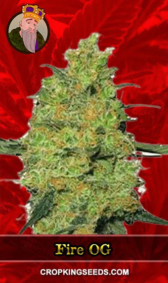 fire-og-feminized-image