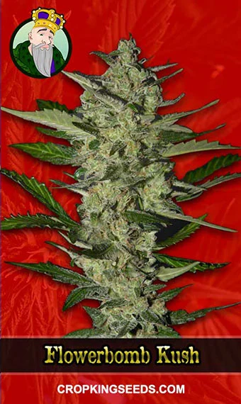 flower-bomb-kush-feminized-image