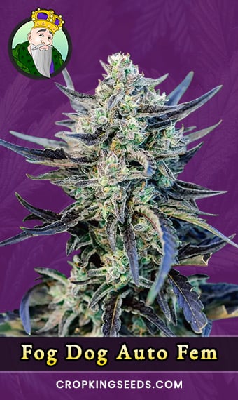 fog-dog-autoflowering-feminized-image