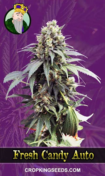 fresh-candy-autoflowering-image