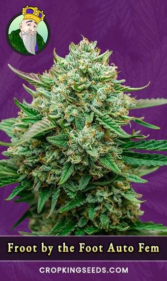 froot-by-the-foot-autoflowering-feminized-image