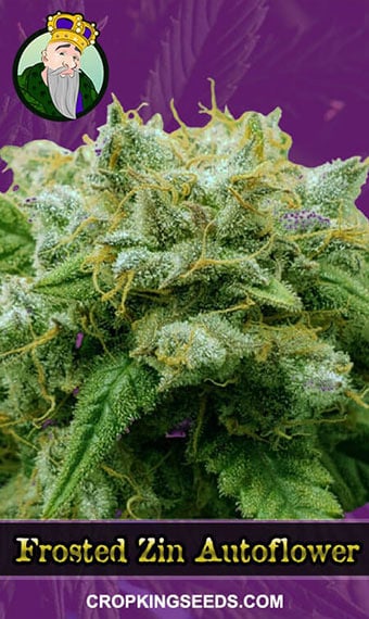 frosted-zin-autoflower-image