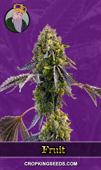 fruit-autoflower-image