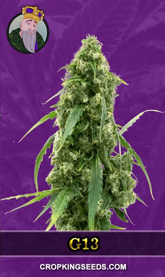 g13-autoflower-image