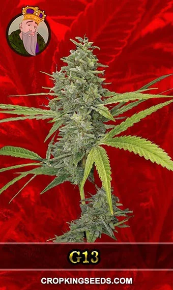 g13-feminized-image