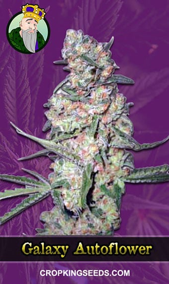 galaxy-autoflowering-image