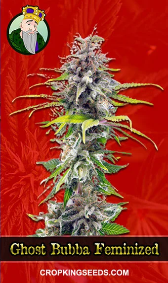 ghost-bubba-feminized-image