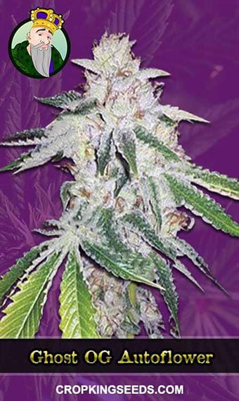 ghost-og-autoflowering-image