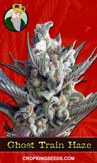 ghost-train-haze-feminized-image