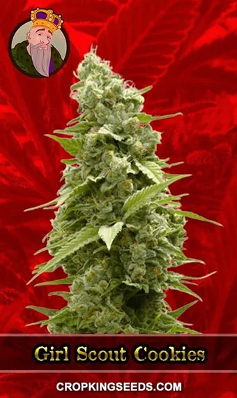 girl-scout-cookies-feminized-image