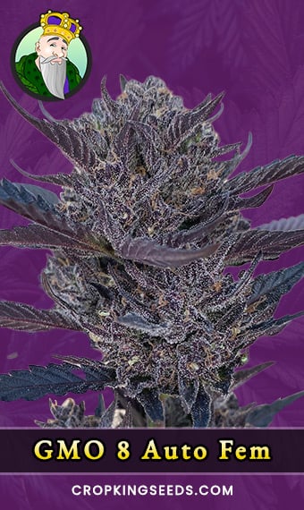 gmo-8-autoflowering-feminized-image