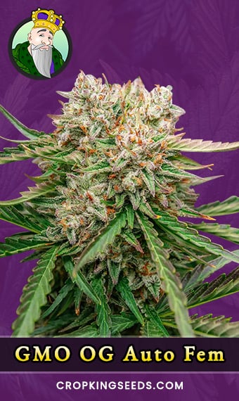 gmo-og-autoflowering-feminized-image