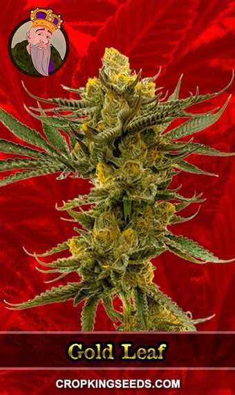 gold-leaf-feminized-image