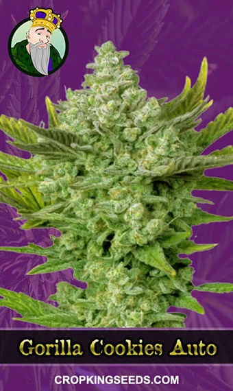 gorilla-cookies-autoflowering-image