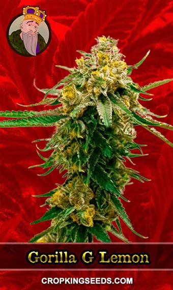 gorilla-g-lemon-feminized-image