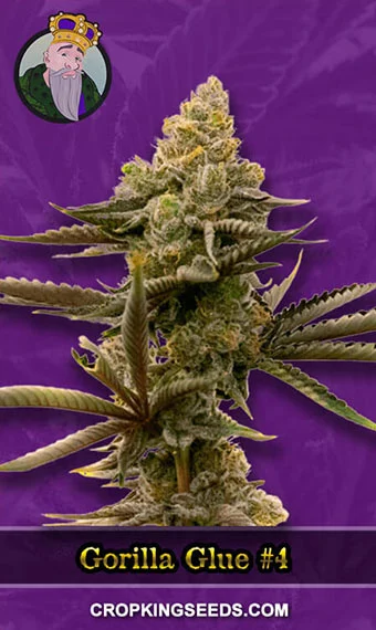 gorilla-glue-4-autoflowering-image