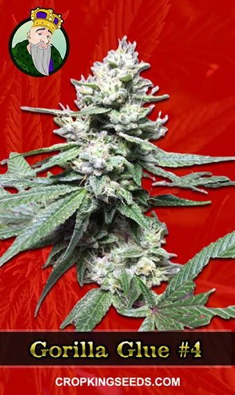 gorilla-glue-4-feminized-image