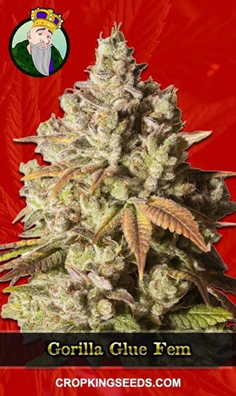 gorilla-glue-feminized-image