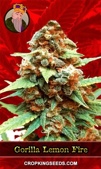 gorilla-lemon-fire-feminized-image