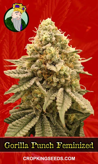 gorilla-punch-feminized-image