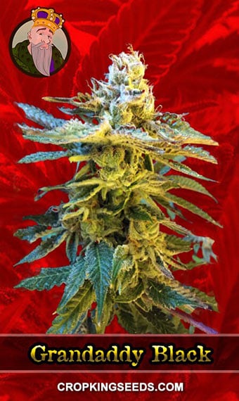 grandaddy-black-feminized-image