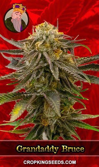 grandaddy-bruce-feminized-image