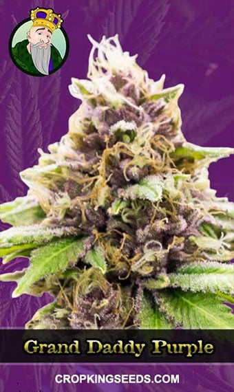 grandaddy-purple-autoflowering-image