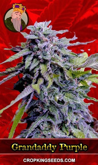 grandaddy-purple-feminized-image