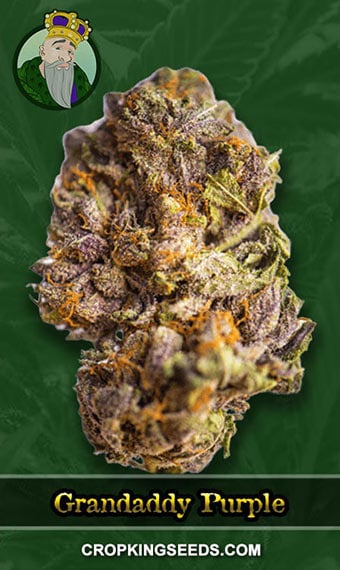 grandaddy-purple-regular-image