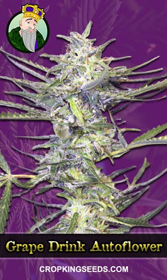 grape-drink-autoflowering-image