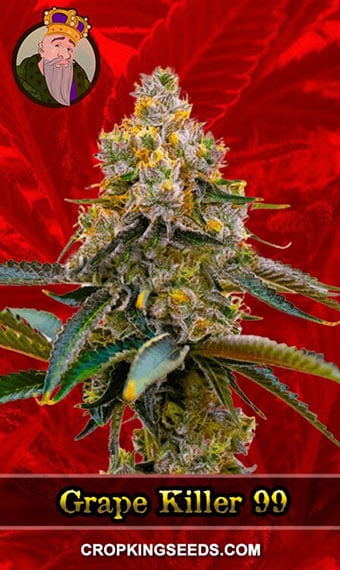 grape-killer-99-feminized-image