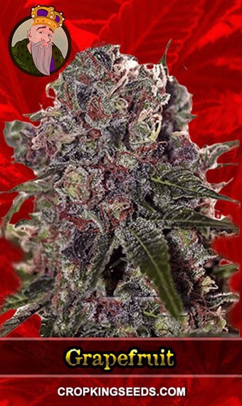 grapefruit-feminized-image