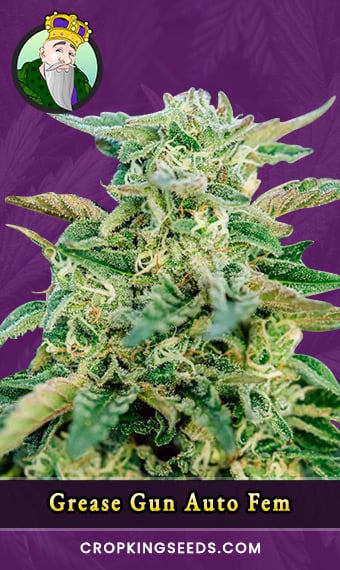 grease-gun-autoflowering-feminized-image