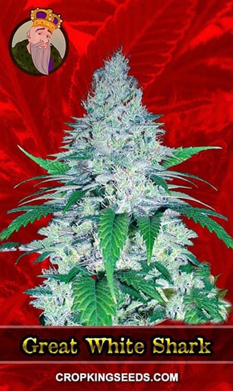 great-white-shark-feminized-image