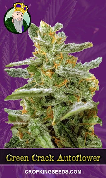 green-crack-autoflowering-image