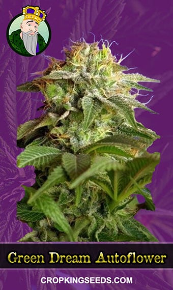 green-dream-autoflowering-image