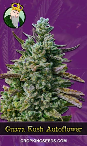 guava-kush-autoflowering-image