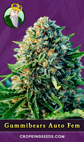 gummibears-autoflowering-feminized-image