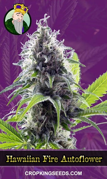 hawaiian-fire-autoflowering-image