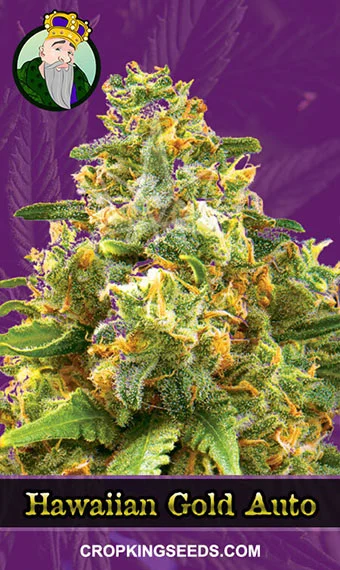 hawaiian-gold-autoflowering-image