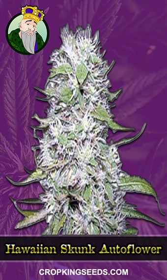 hawaiian-skunk-autoflowering-image