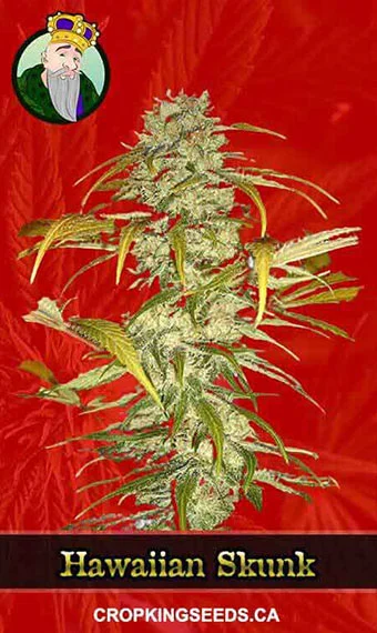 hawaiian-skunk-feminized-image