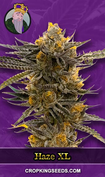 haze-xl-autoflower-image