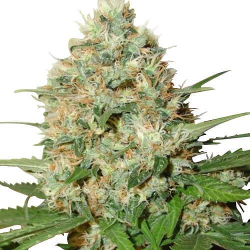 candy-kush-image